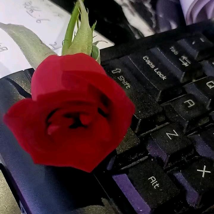 向日葵🌻