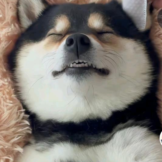 分币不花，主打陪伴