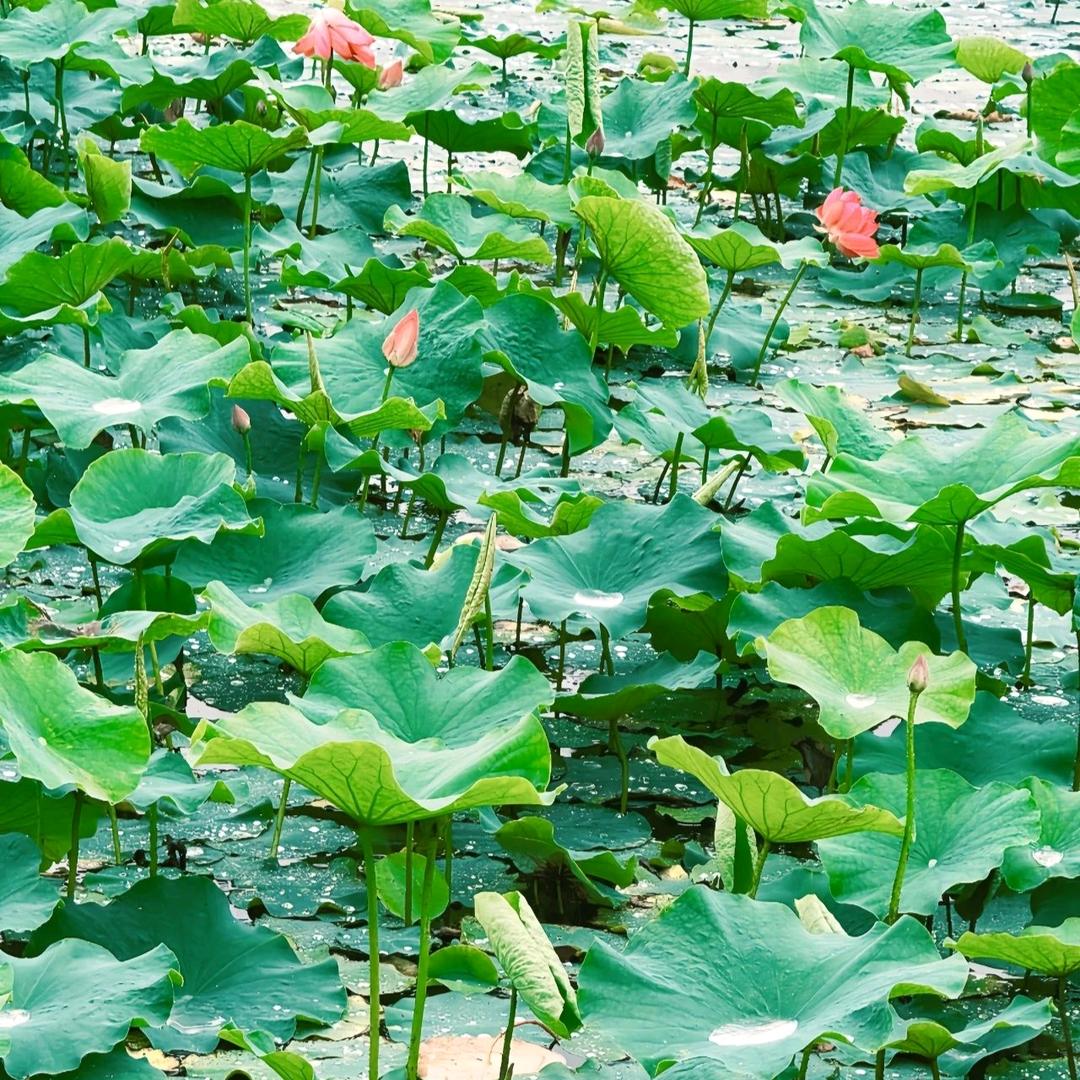 江山如画