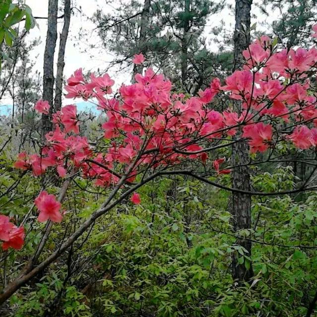 柳暗花明XJC