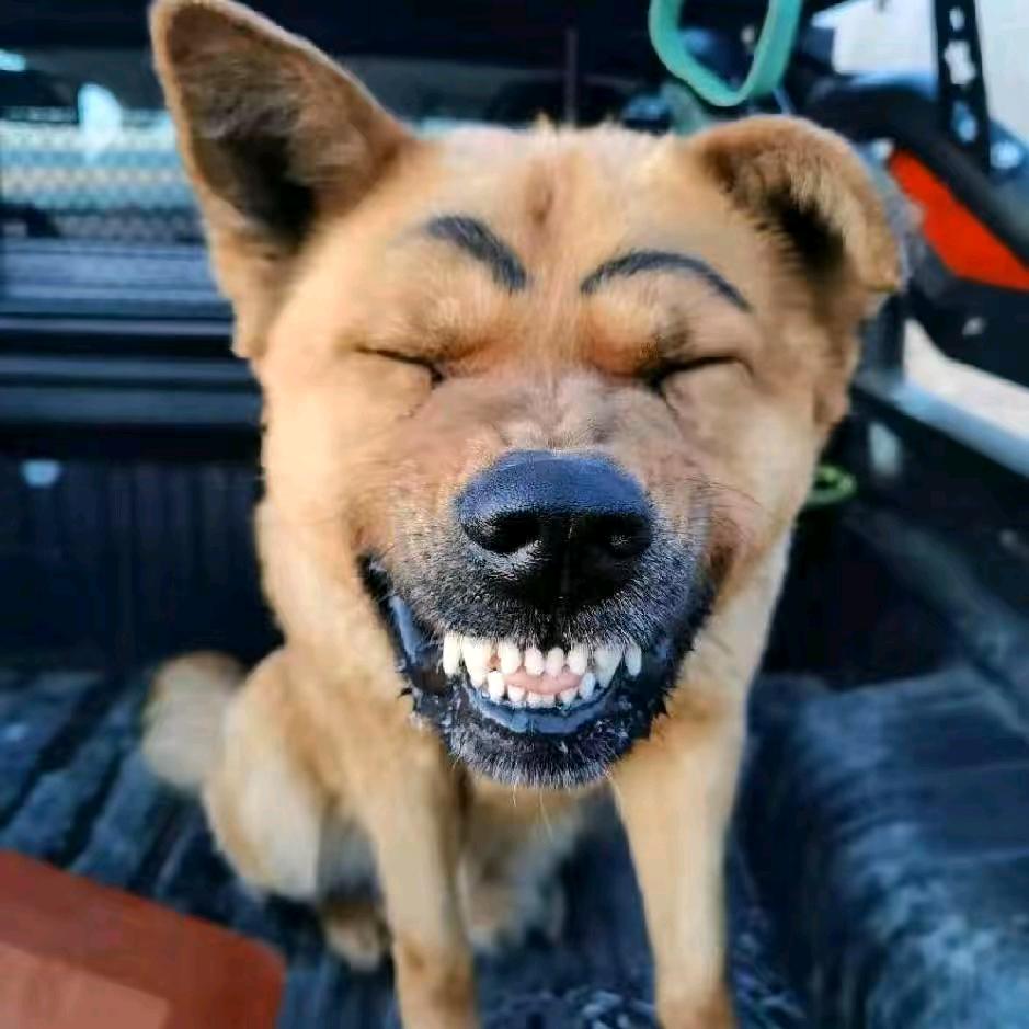 小群(内蒙美食)