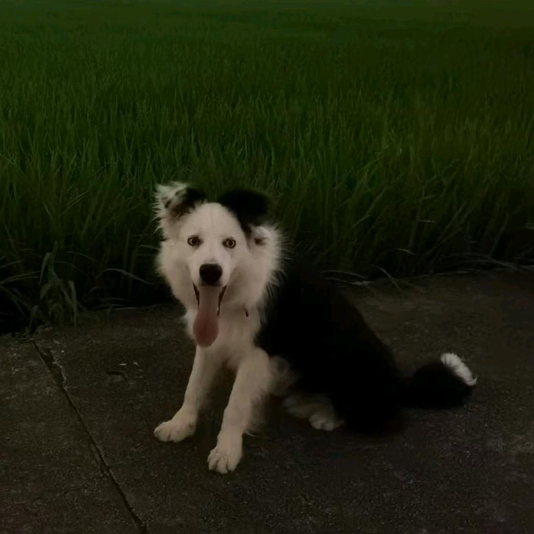 房总管