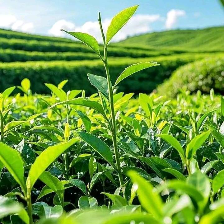 茶🍵百生