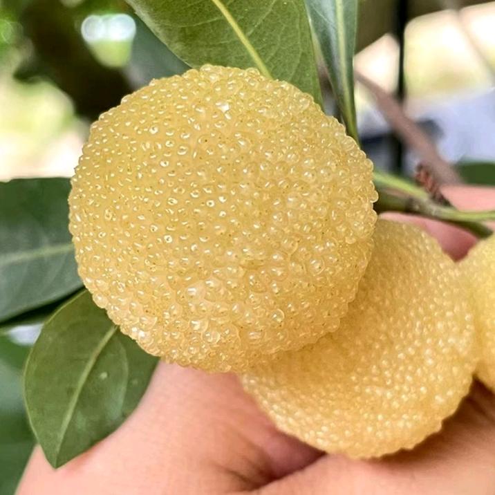 南苏复本