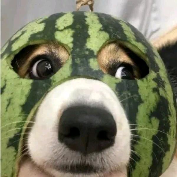 ／残缺的虚伪べ头像