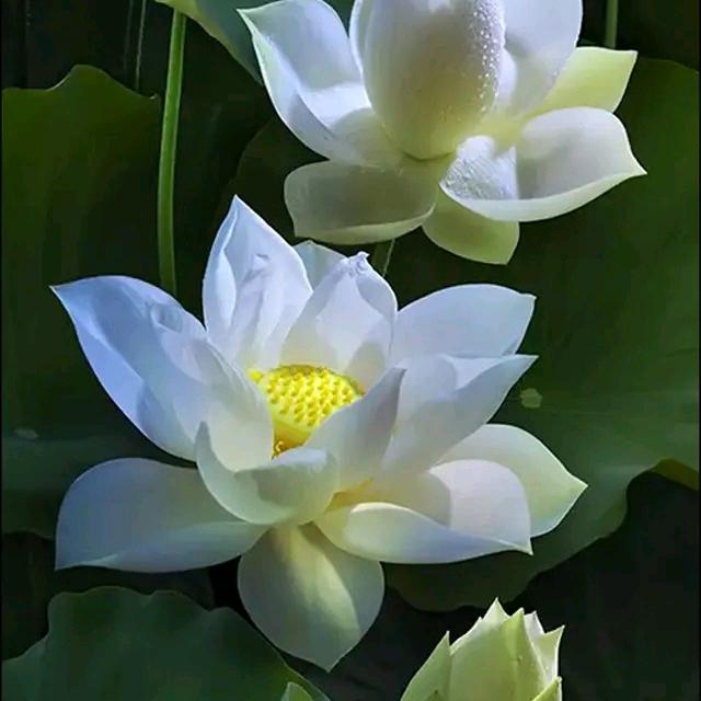 李丽芳