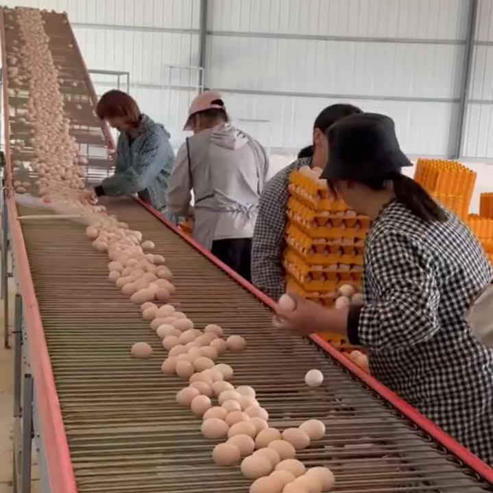 蛋鸡预混料3680对标合资5500以上
