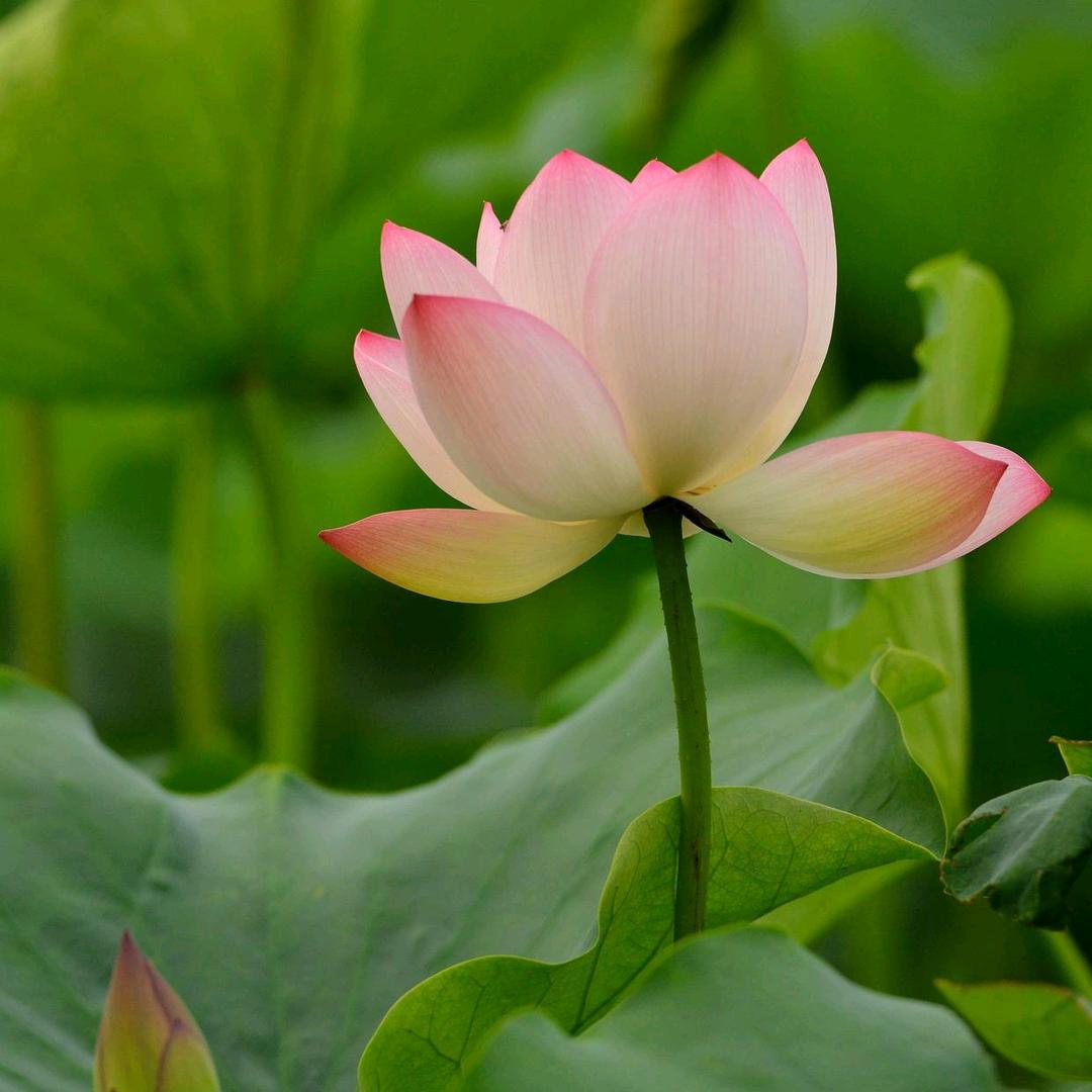 氓之蚩蚩抱布贸丝