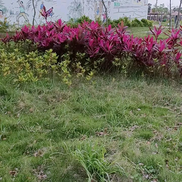 青青
