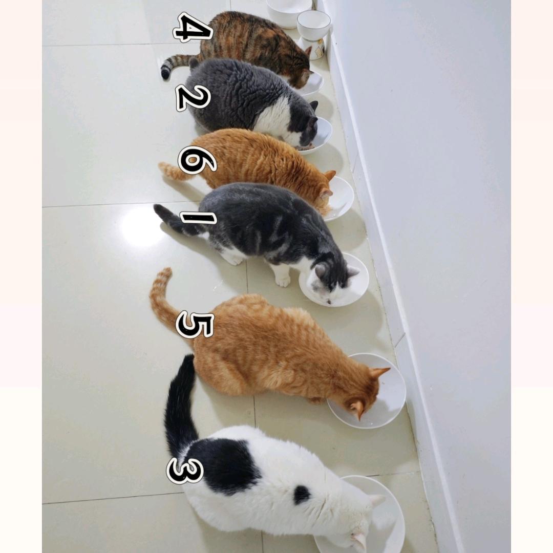猫妈摆烂猫来哄