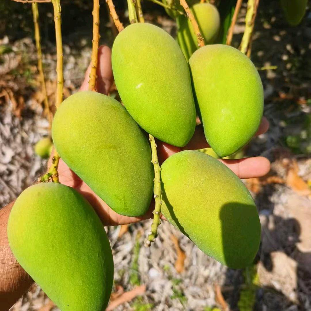 林哥