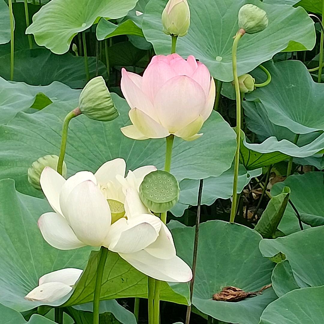 随缘