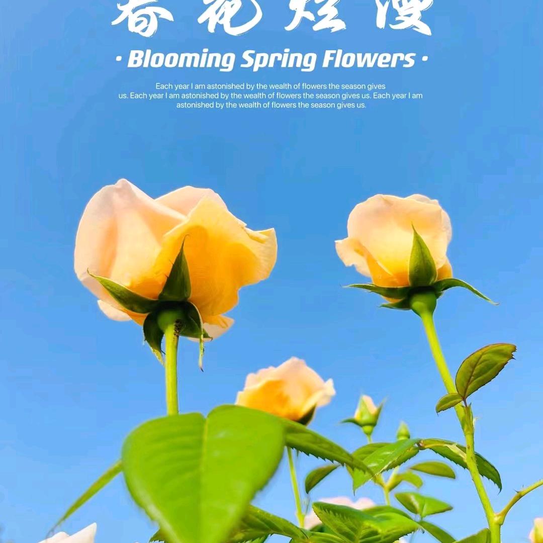 🥀光芒👄万张💖