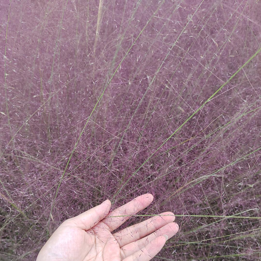 🌴甜心团圆🌴
