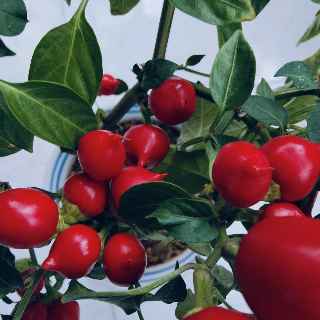 清清