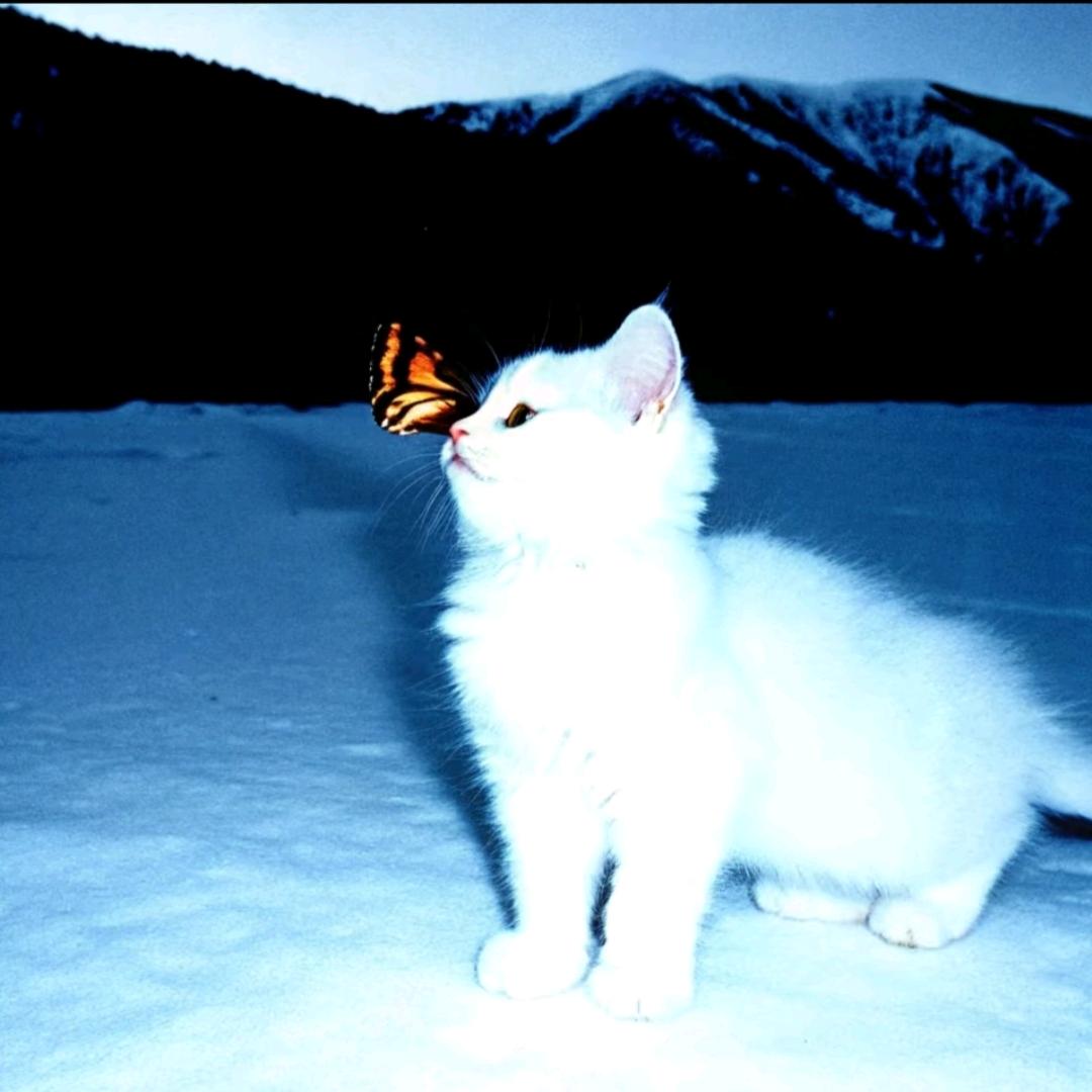 鱼吃猫