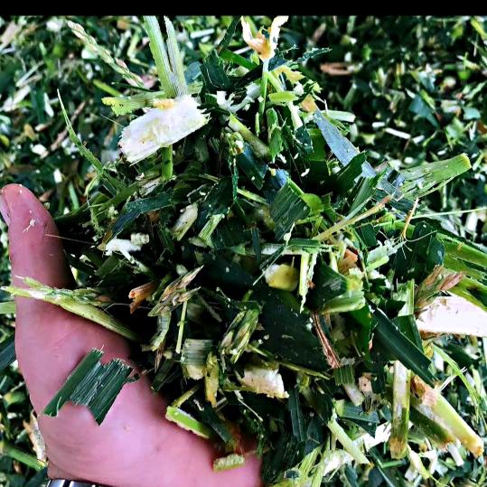 老王牛羊青储草料