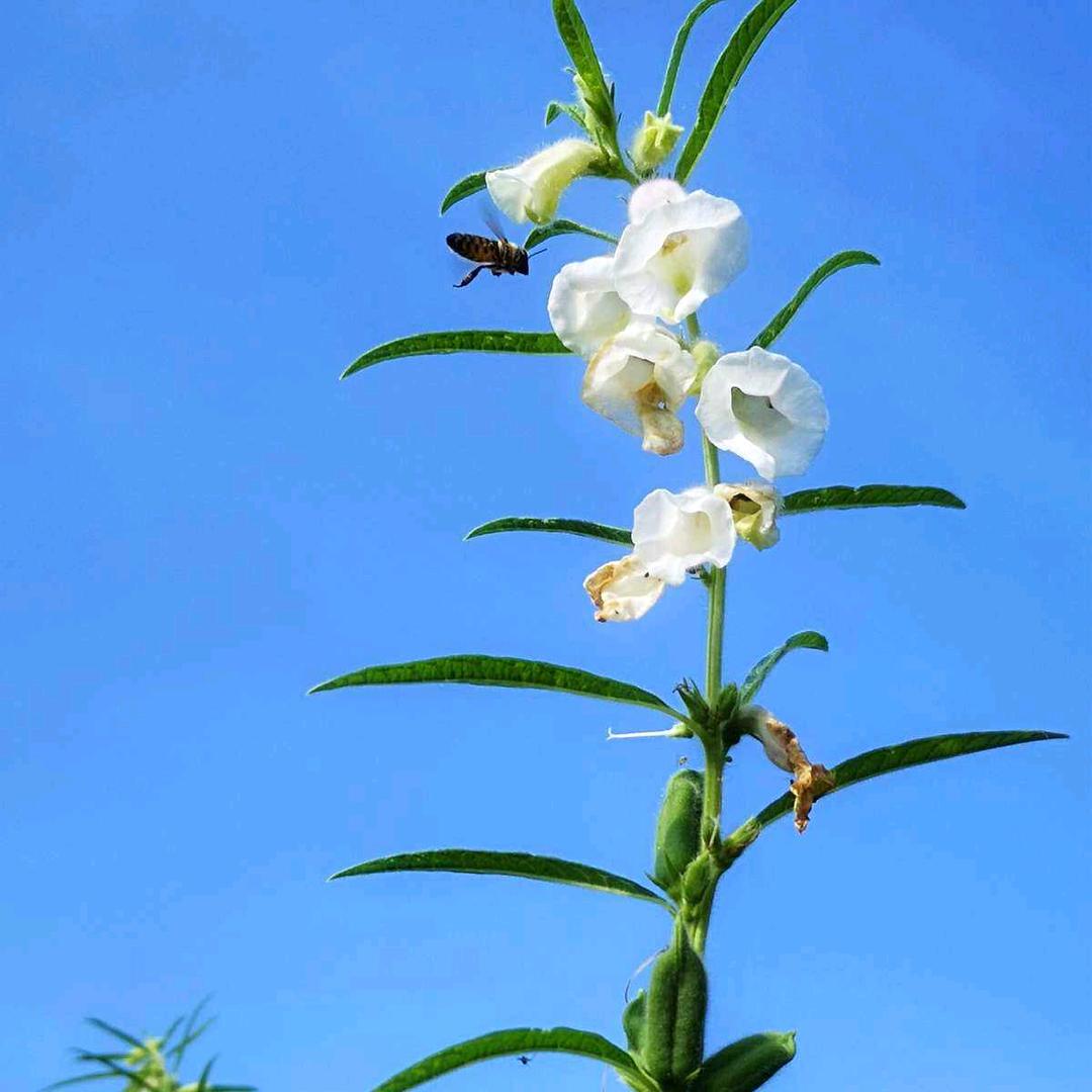 芝麻开花🌸