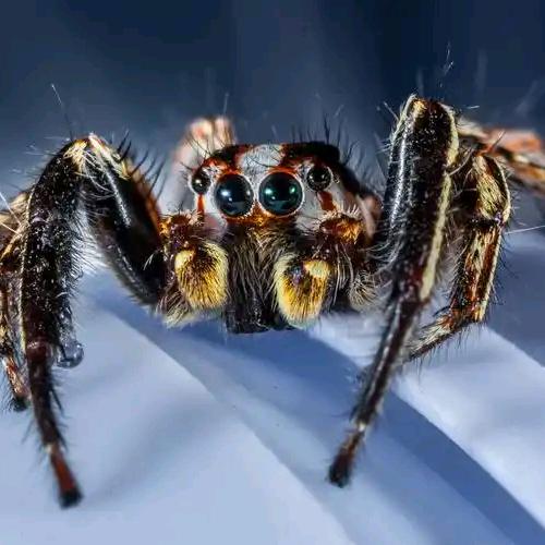 𝒀𝑳𝑮🍊🍊蜘蛛