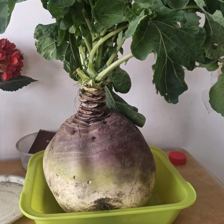 啊嘟嘟啊嘟