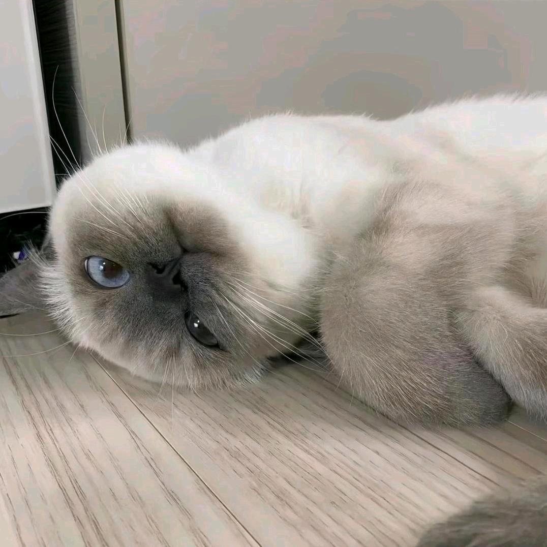 鲨鱼牙