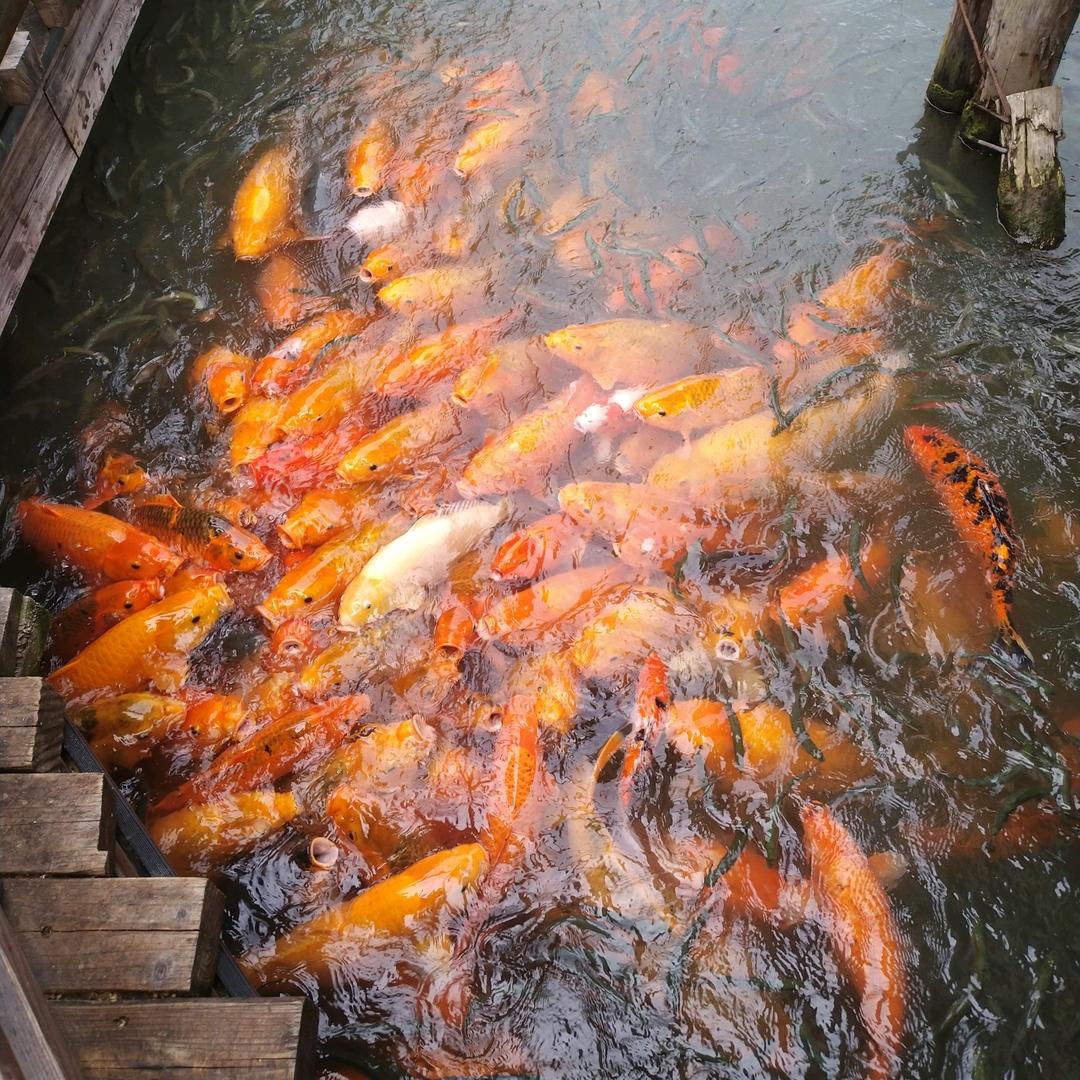 ╰☆繁华の八十度☆╮