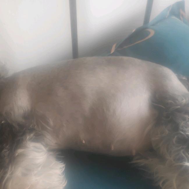 缇娜是只雪纳瑞