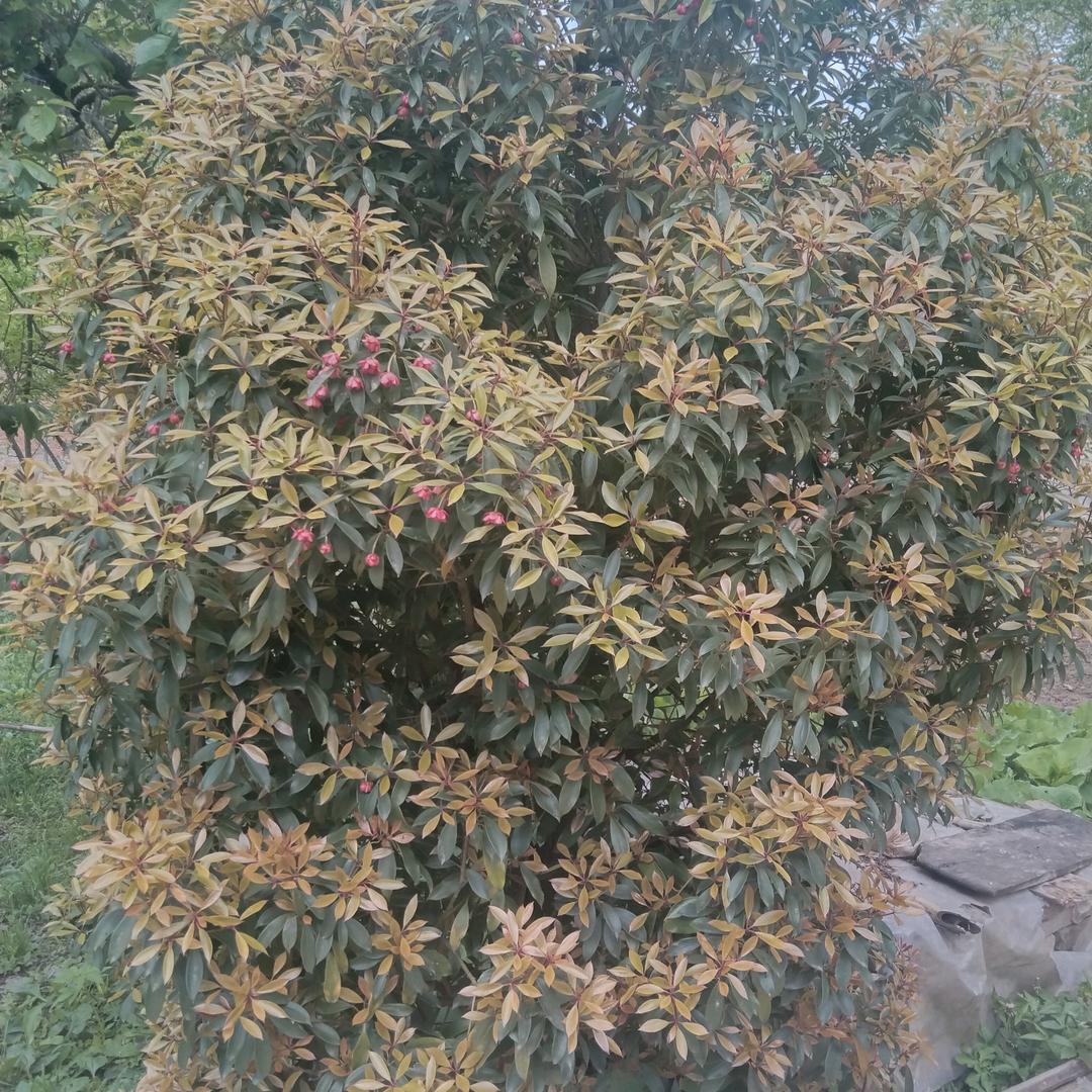 春暖花开