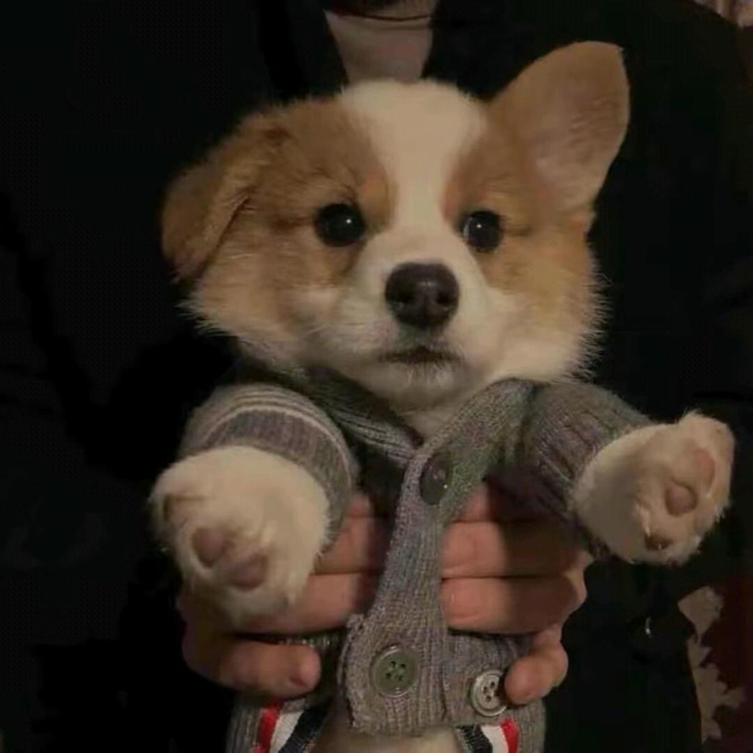 许个愿