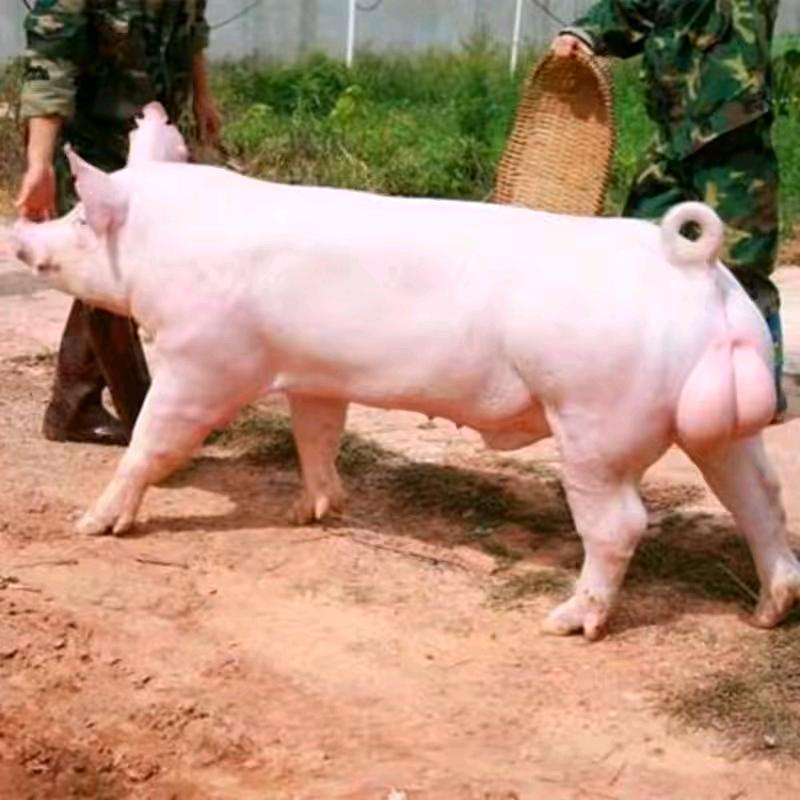 江苏祥鑫种猪培育