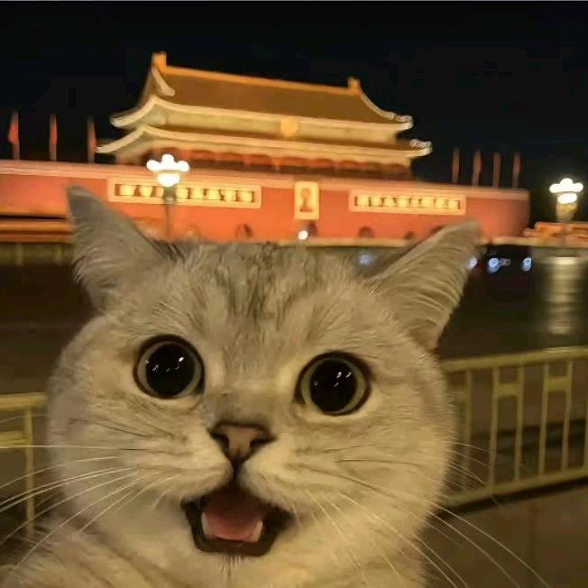 猫咪