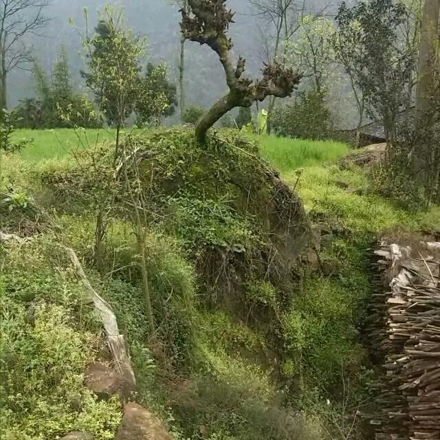 阳光