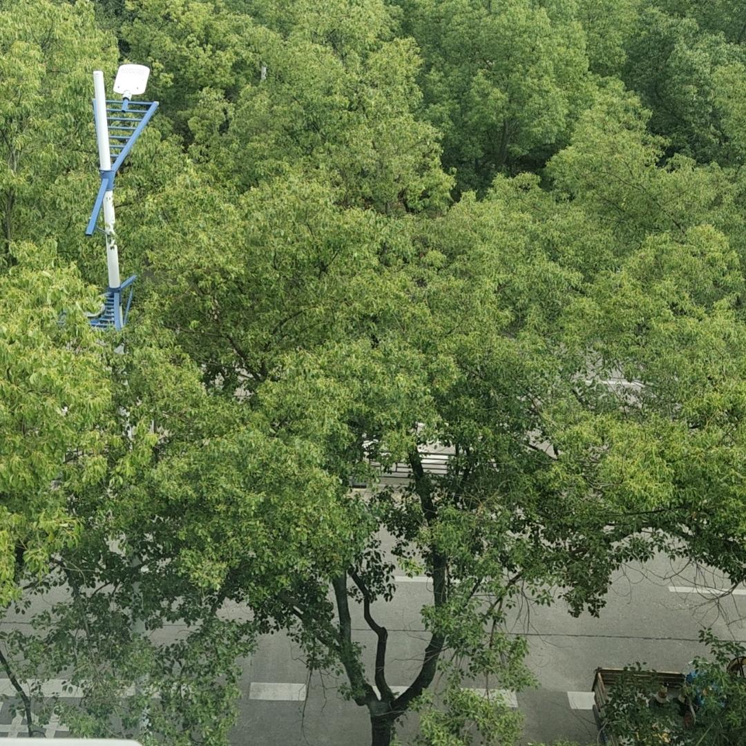 苹果