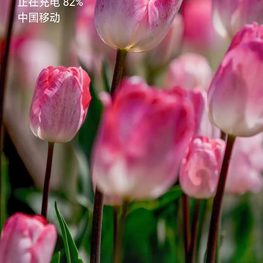 @所念星辰