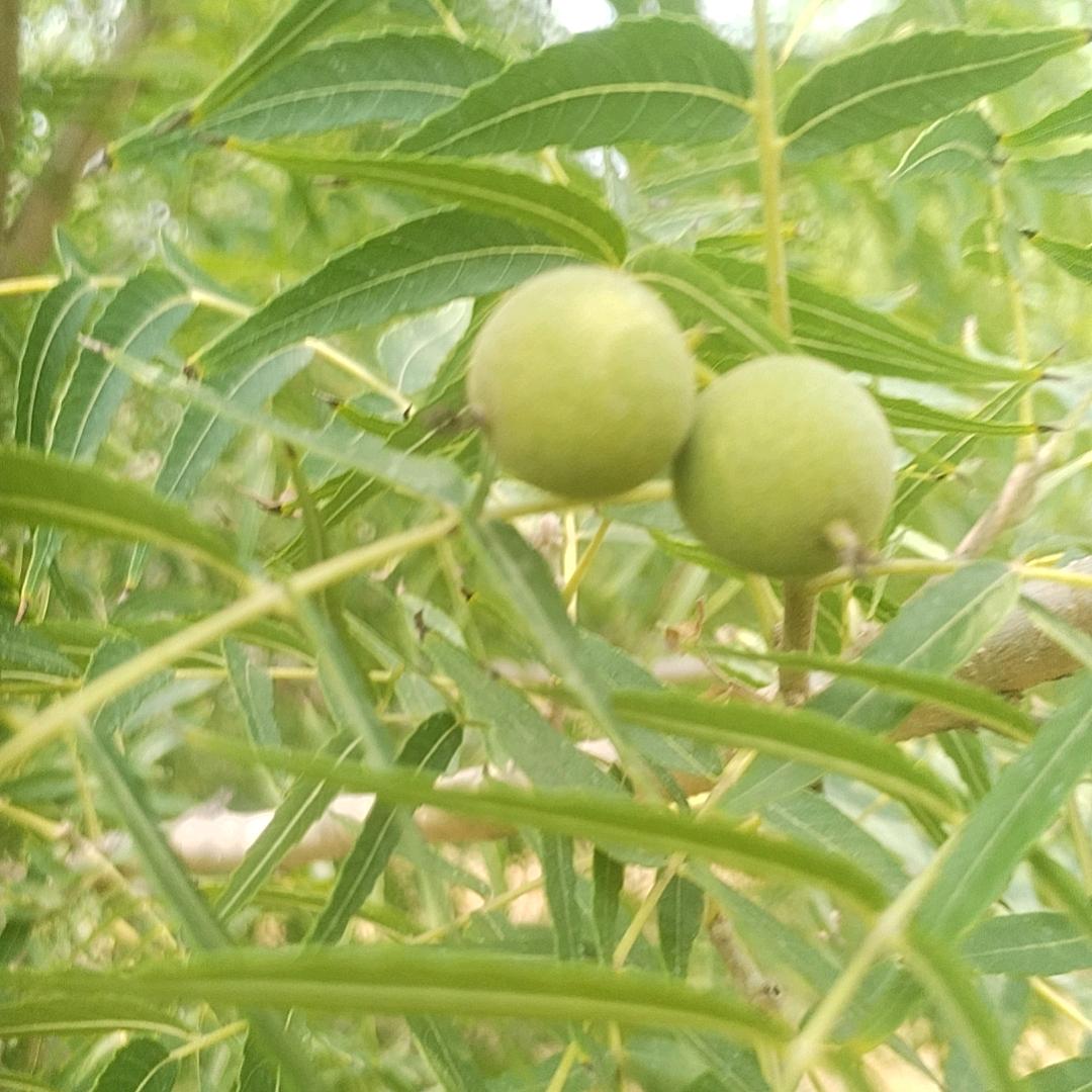 农丰核桃哥