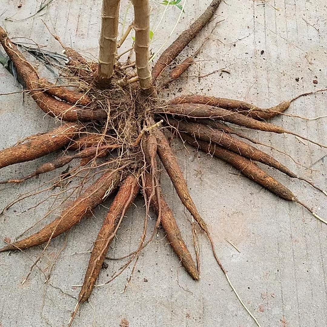黄肉木薯姐（收购批发零售全国发货）