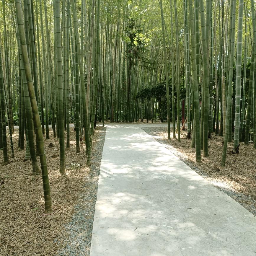 不会飞的麻雀