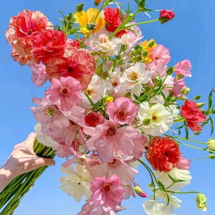 花开富贵6688