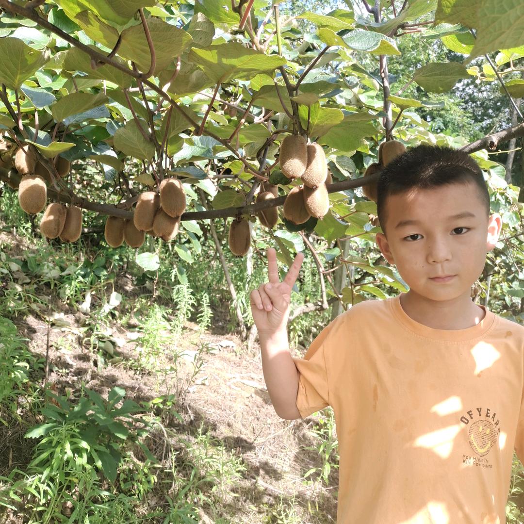 修文贵长猕猴桃
