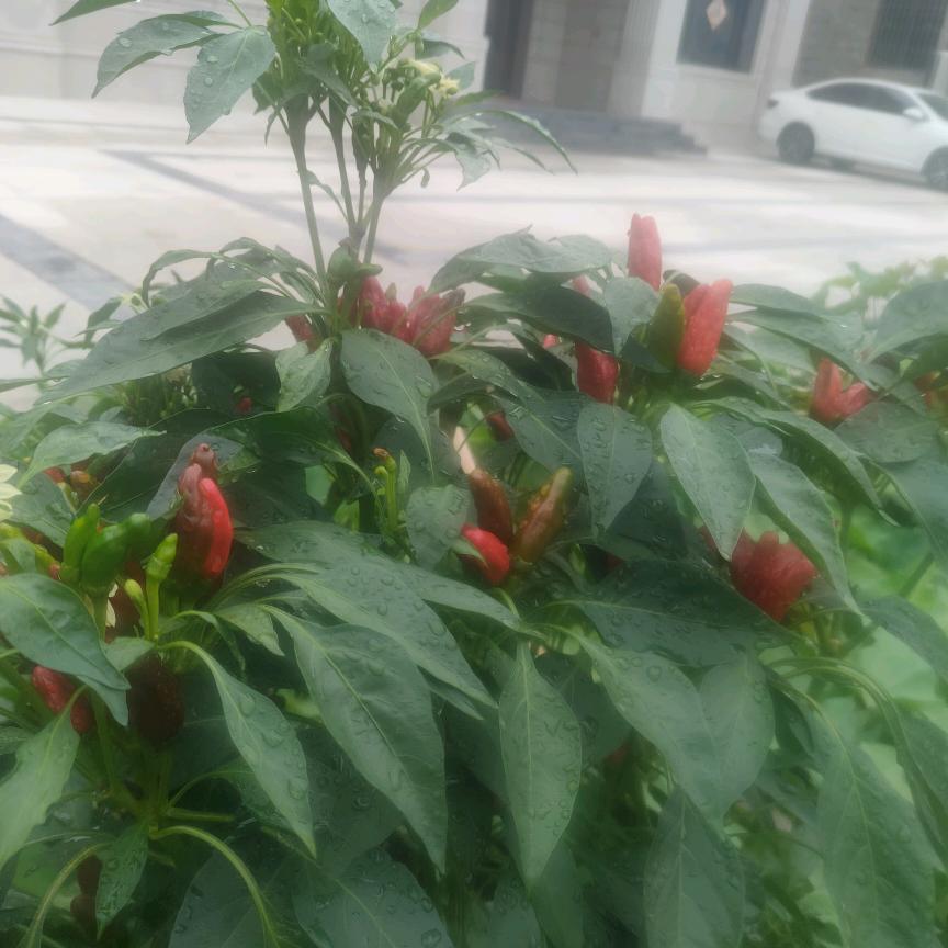 稚始稚终
