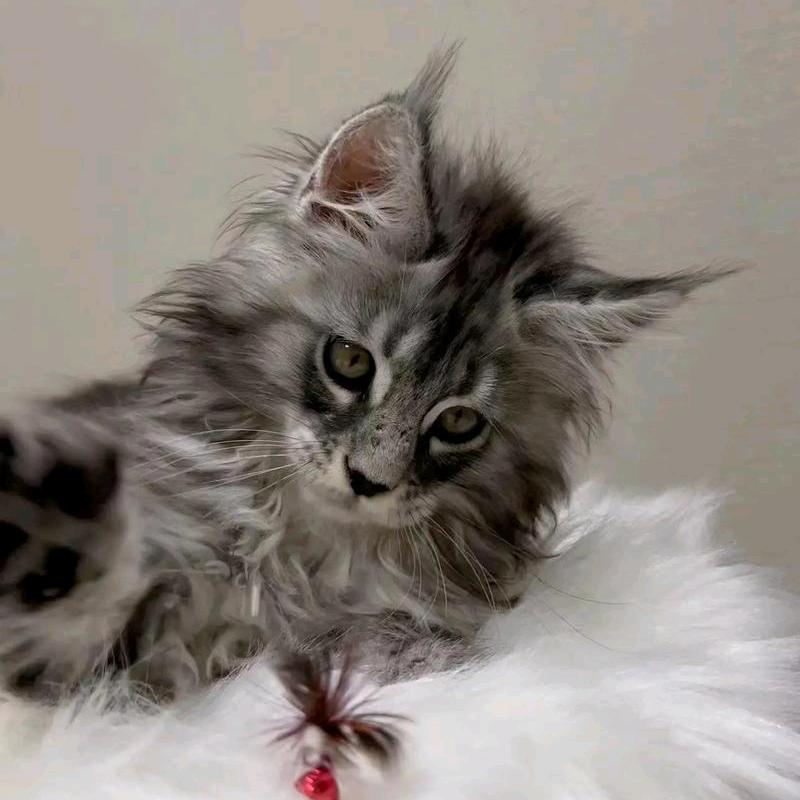 赐我一只缅因🐱