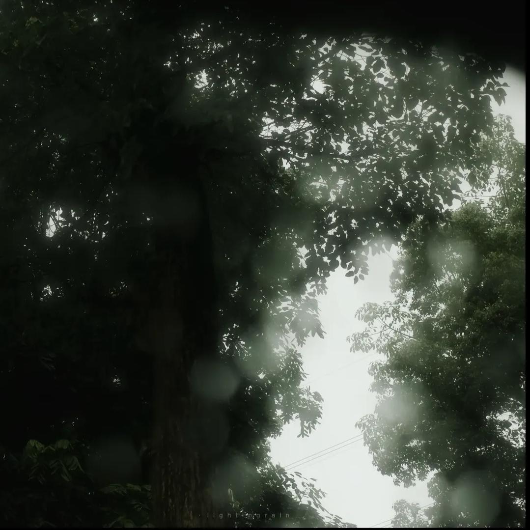 竹