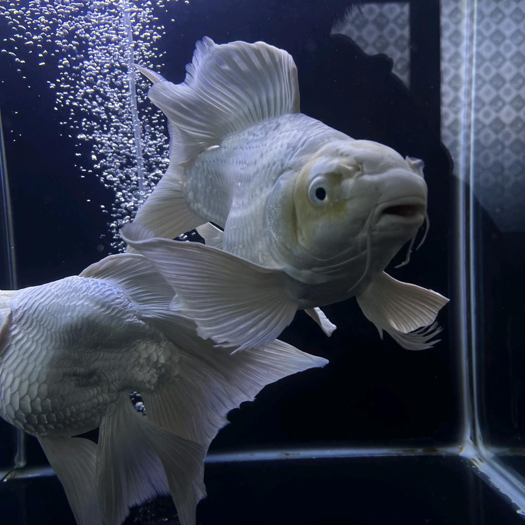 鸿新蝴蝶鲤养殖厂娜姐蝴蝶鲤