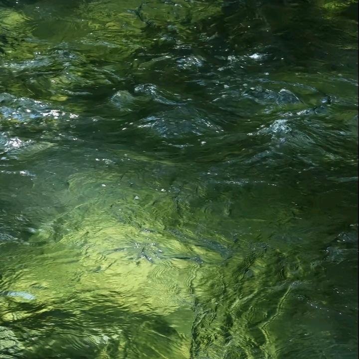 野生杏鲍菇