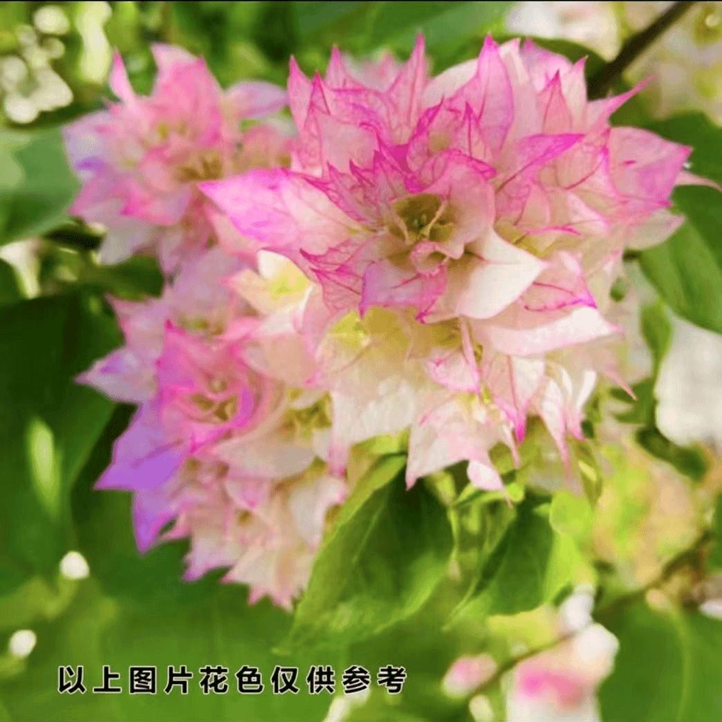 陌上花坊
