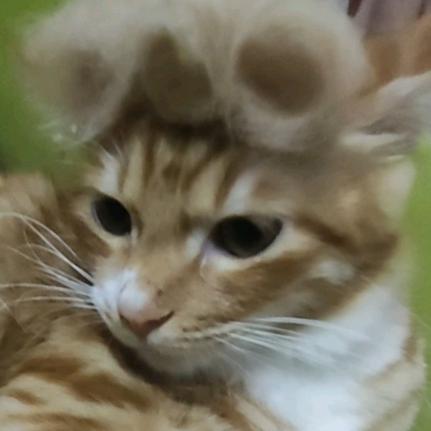 猫反八(善财求推荐版)