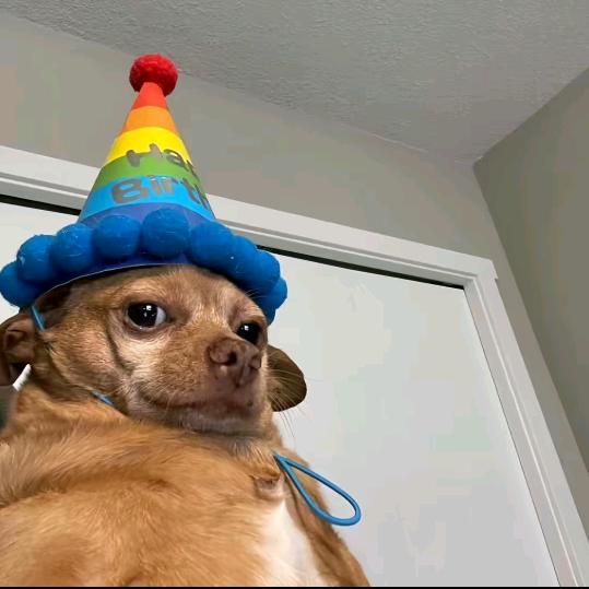 美丽可爱大蟑螂