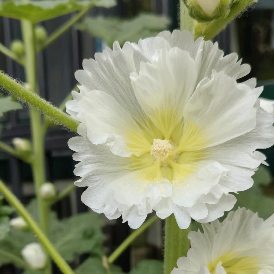 芝麻开花