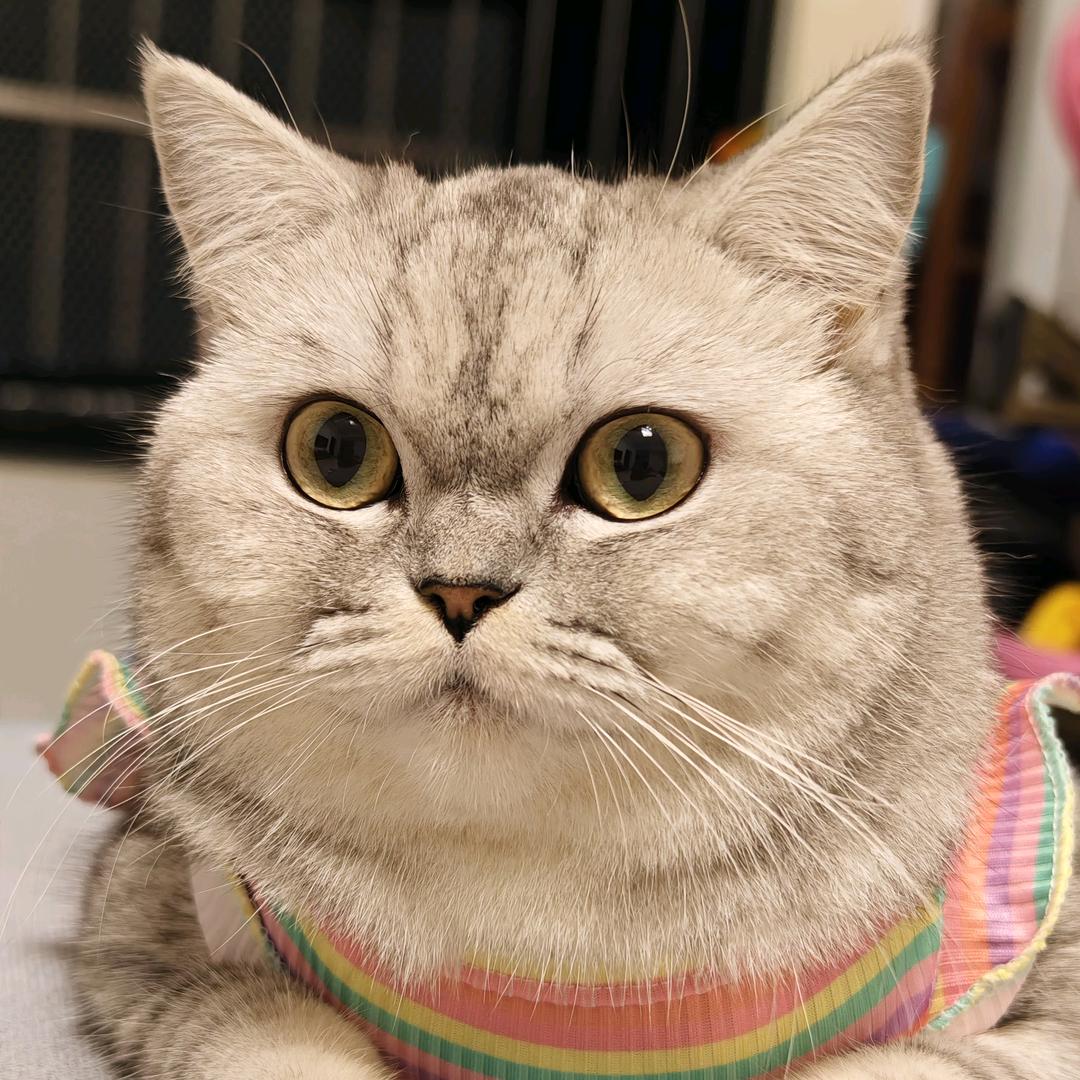 饼饼小团子～喵