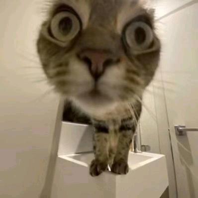 511